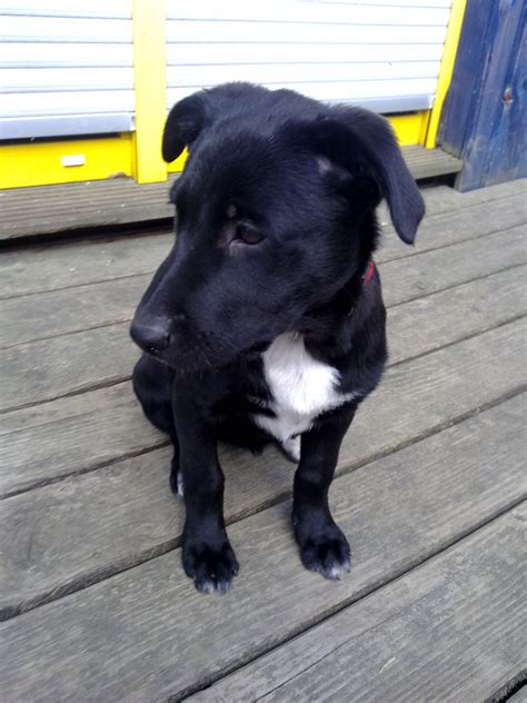 Laprador Hokaido Mischling zu verkaufen in Triptis | Tiere | Kleinanzeigen