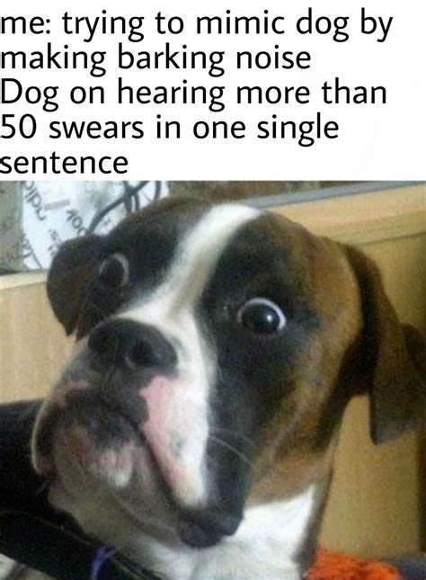 Confused Dog Meme