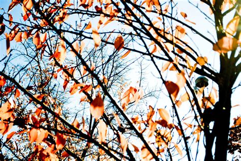 Image result for Tree Texture Drawing Contrast