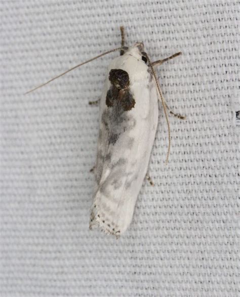 37 Common Black and White Moths (Pictures And Identification)