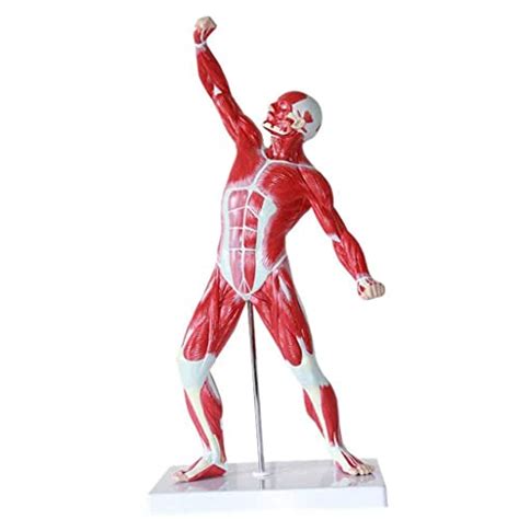 Buy Anatomy Model, Assembly Anatomical Human Muscular Figure Model ...