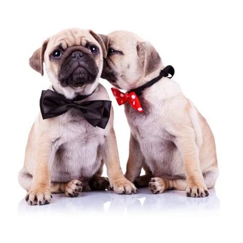 Cute Pugs