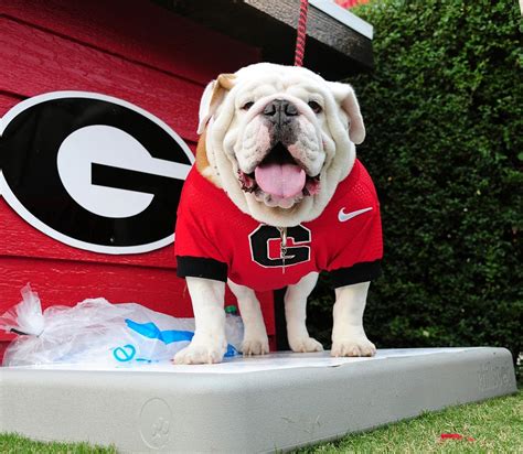 The 25 Best Mascots in College Football - Sports Illustrated - painting of uga mascot