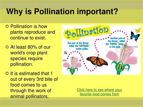 Pollination Importance 的图像结果