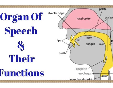 M - YES - Cloud computing - palate alveolar ridge Organ Of nasal cavity ...