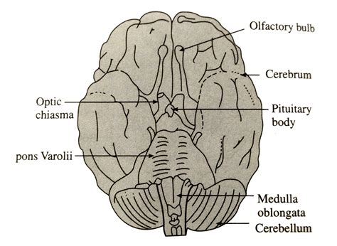 Ventral Brain Diagram