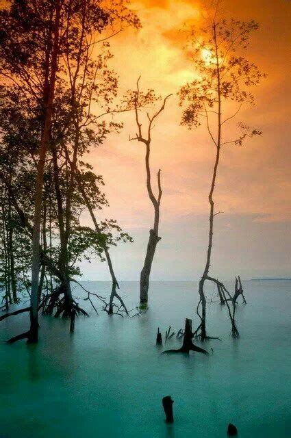 Quiet 的图像结果