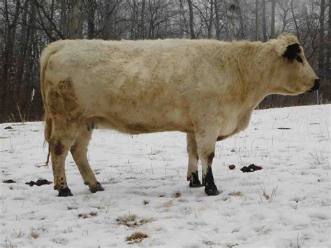 Rolling Hills Cattle Co. | British White Cattle | Using livestock to ...