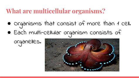 Image result for Multicellular Cells