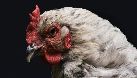 E. coli in backyard chickens: What you should know - Dine-A-Chook