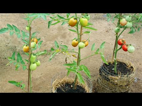 How to Grow Tomatoes to produce a lot of fruit in Straw at home