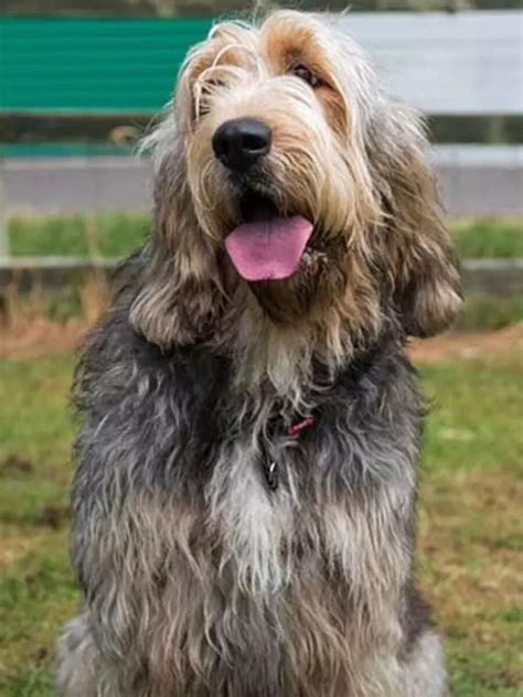 Image result for Rarest Dogs