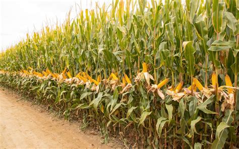 金博士825玉米种子，2021年最火品种，年前厂家断货，亩产1900斤,三农,农民生活,好看视频