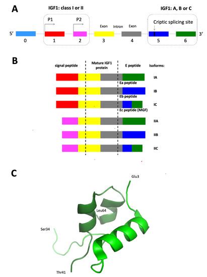 Role of Alternatively Spliced Messenger RNA (mRNA) Isoforms of the ...