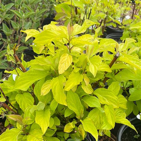 Neon Burst Dogwood | Cornus alba – Mandy Spring Farm Nursery, Inc.