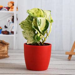 Money Plant Marble Queen - Plant – Loveforplants
