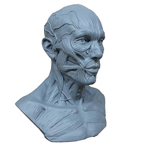 10cm Human Model Anatomy Skull Head Muscle Bone Medical Drawing ...
