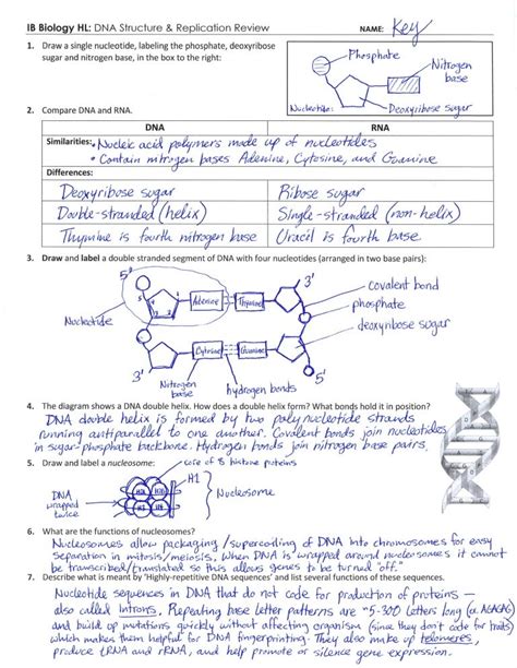 DNA Structure and Function Worksheet Biology 的图像结果