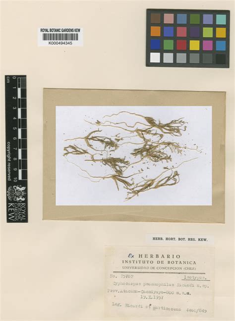 Cyphocarpus psammophilus Ricardi | Plants of the World Online | Kew Science