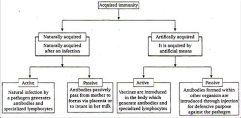 A person is injected with globulin against hepatitis. This is: