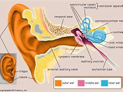 external auditory canal 的图像结果