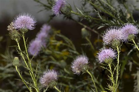 15 Amazing Thistle Plants and How to Tell Them Apart - A-Z Animals