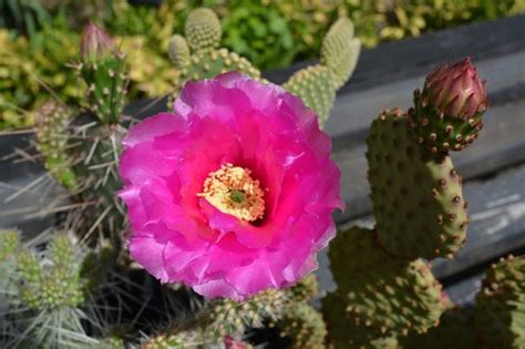 Why grow cactus plants in Oregon? Because we can - oregonlive.com