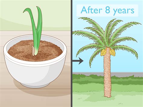 How to Grow Dates Indoors: Complete Guide (with Pictures)