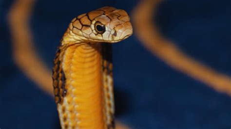 5 snake parks in India that are absolutely fang-tastic and what makes ...