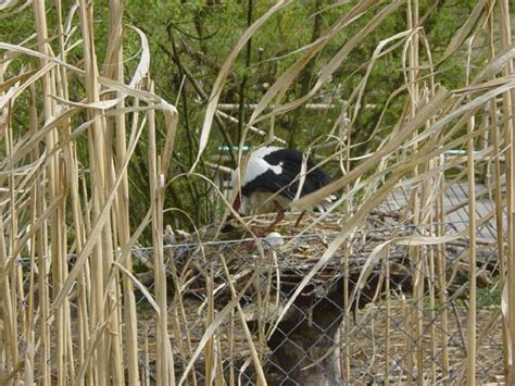 ZooLex Image - Nest at Eye-Level