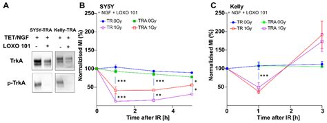 NTRK1/TrkA Activation Overrides the G2/M-Checkpoint upon Irradiation