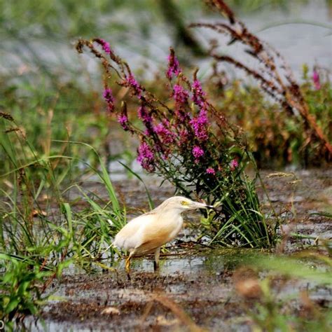 CAMPING LA GRADINA (Mahmudia) - Campground Reviews & Photos - Tripadvisor