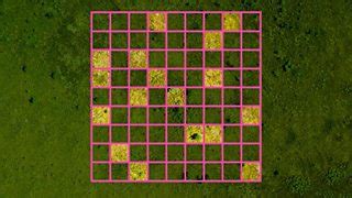 Image result for Sampling Using Quadrats BBC Bitesize