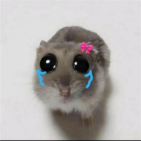 A gallery of the best sad hamster meme videos and GIFs