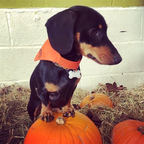 Halloween Costume Dachshund Dog at Ralph Mcbride blog