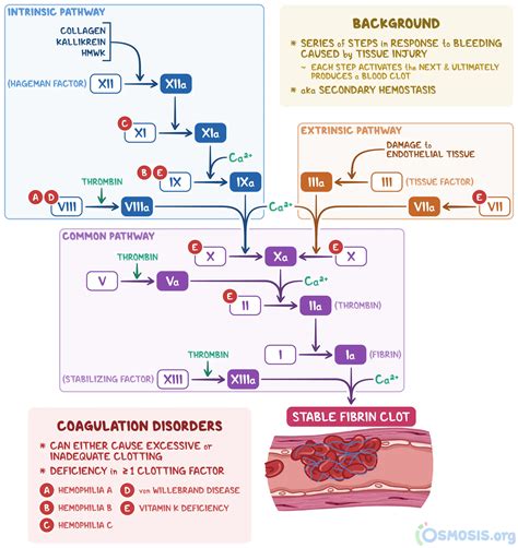 Coagulation Cascade: Pathway and Clotting Steps | Osmosis