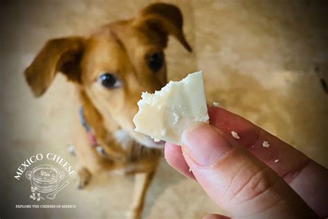 Can Dogs Eat Mexican Style Cheese at Charles Blalock blog