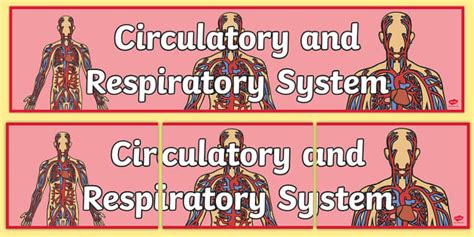 Circulation Display Banner (teacher made) - Twinkl