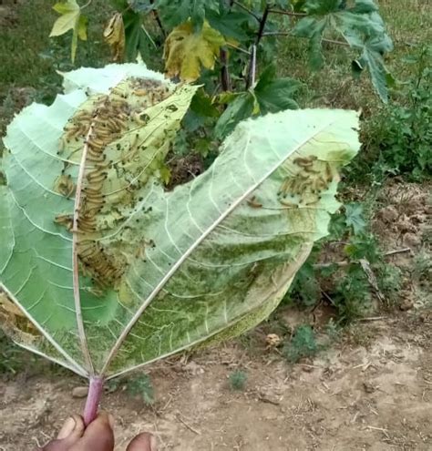 Infestation of caterpillars in diwali crop in Vansa village of Harij ...