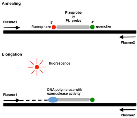 Image result for TaqMan Probe Structure