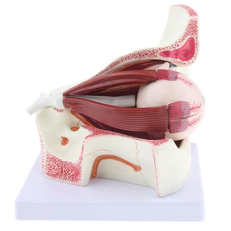 Buy Excluzo Magnification 3x Human Eye Anatomical Model Anatomy Medical ...