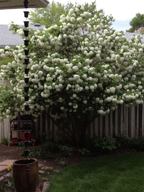 Doublefile Viburnum - Japanese Snowball Bush