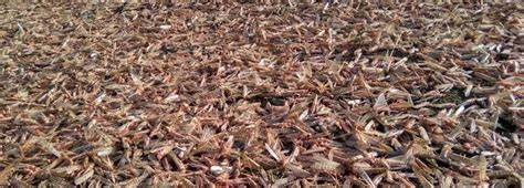 Locust attack: Farmers may delay monsoon crops as the crisis lingers