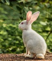 Image result for Rabbit Offspring Baby
