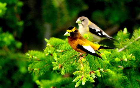 Image result for Birds at Springtime