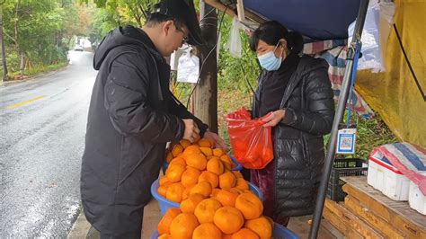 橘子丰收季 长势喜人 产量翻倍！价格十余年未变！_苏州