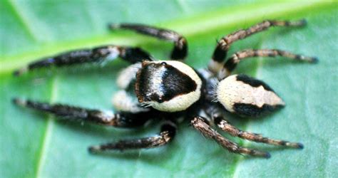 Salticidae – Araneae of India