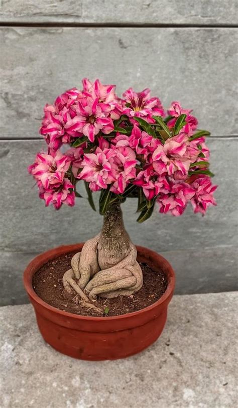 E B GARDENING Adenium/Desert Rose Grafted Healthy Bonsai Flower Live ...