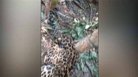 Mystery shrouds death of leopard in Bolangir