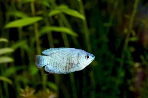 Bildergebnis für powder blue gourami